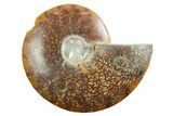 Cut & Polished Ammonite Fossil (Half) - Madagascar #347525-1